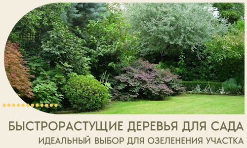Быстрорастущие деревья для сада идеальный выбор в Нурлате